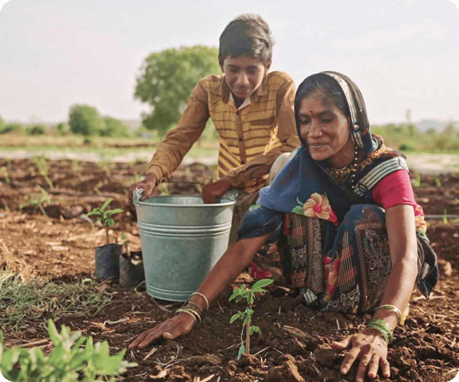 Afforestation activity
